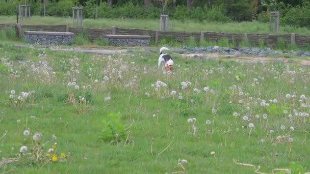 Щасливий собака-звір у природному парку. Це мій найкращий друг. Гидкий грайливий орлан з радістю проводить час у парку. — стокове відео