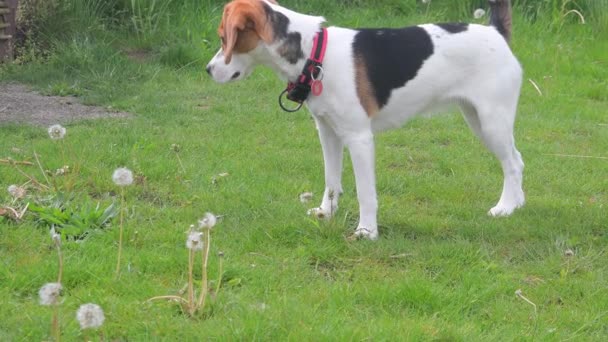 Egy aranyos beagle kutya szaglászik valamit a zöld fűben a parkban. Vidám játékos beagle, boldogan töltenek időt a parkban — Stock videók