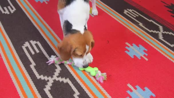 Симпатичный пёс Бигл с энтузиазмом играет дома с веревочной игрушкой. Маленький бигл играет с разноцветной веревкой на полу в гостиной дома. Собачье веселье — стоковое видео