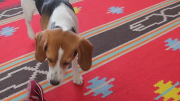 Beagle dog houdt de riem vast en zegt - ga naar buiten. Beagle smekend om een wandeling te maken — Stockvideo
