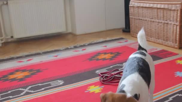 Av köpeği tasmasını takıp dışarı çık diyor. Beagle yürüyüşe çıkmak için yalvarıyor. İtaatkar bir av köpeği değil. — Stok video