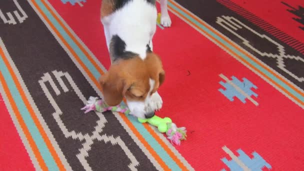 Lindo perro Beagle juega con entusiasmo con el juguete de cuerda en casa. Pequeño beagle jugando con una cuerda de colores en el suelo en la sala de estar en casa. Perro divertido — Vídeos de Stock