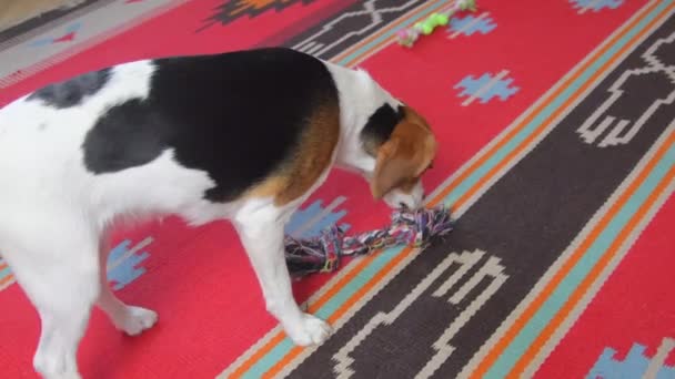 Lindo perro Beagle juega con entusiasmo con el juguete de cuerda en casa. Alegre Beagle con un juguete de cuerda de colores en sus dientes — Vídeos de Stock