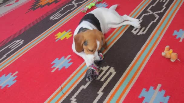 Симпатичный пёс Бигл с энтузиазмом играет дома с веревочной игрушкой. Веселый Бигл с цветной веревкой в зубах. Собачье веселье — стоковое видео