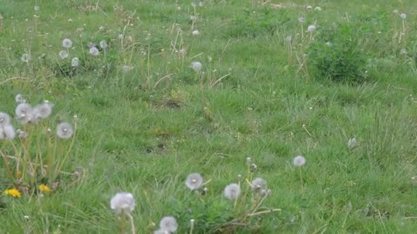 Happy Beagle Dog speelt met een tennisbal in het natuurpark. Man beste vriend — Stockvideo