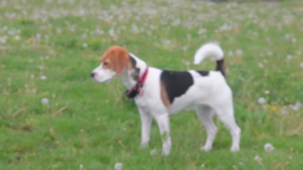 Feliz perro beagle jugando con una pelota de tenis en el parque natural. El mejor amigo de los hombres. Desenfocado — Vídeos de Stock