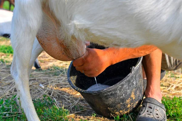 Közelkép egy farmerről, amint egy kecskét fejnek egy tejgazdaságban. Farmer fejni egy kecskét egy tejgazdaságban. A tulaj feji a kecskéjét egy tejgazdaságon. — Stock Fotó