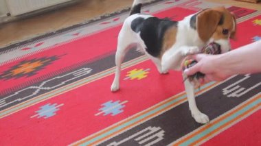 Köpekle oynayan adam, halat çekme oyuncağı. Sahibi evcil hayvanla oynar, oyuncağı tutar ve döner.