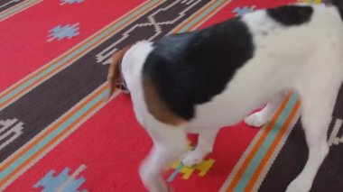 Av köpeği tasmasını takıp dışarı çık diyor. Köpek, ağzında tasmayla yürümeye hazır.