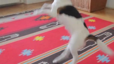 Av köpeği tasmasını takıp dışarı çık diyor. Beagle yürüyüşe çıkmak için yalvarıyor. Küçük köpek tasmasını tutuyor ve yürümeyi bekliyor.