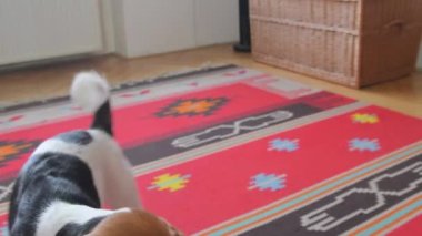 Av köpeği tasmasını takıp dışarı çık diyor. Beagle yürüyüşe çıkmak için yalvarıyor. Küçük köpek tasmasını tutuyor ve yürümeyi bekliyor.