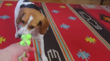 Sevimli Beagle köpeği evde ip oyuncağıyla coşkuyla oynuyor. Oyuncak halatı tutan insan elleri. Köpek eğlencesi
