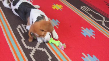 Sevimli Beagle köpeği evde ip oyuncağıyla coşkuyla oynuyor. Evdeki oturma odasında, yerde renkli bir iple oynayan küçük bir av köpeği. Köpek eğlencesi