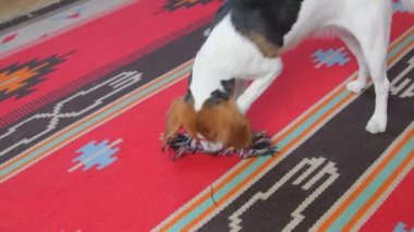 Sevimli Beagle köpeği evde ip oyuncağıyla coşkuyla oynuyor. Dişinde renkli ip oyuncağı olan neşeli bir Beagle. Köpek eğlencesi