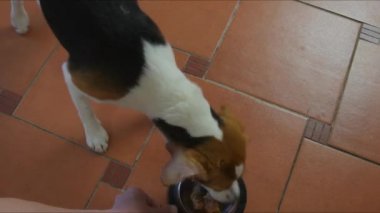 Güzel köpek yavrusu evde kaseden yemek yiyor. 4K görüntü