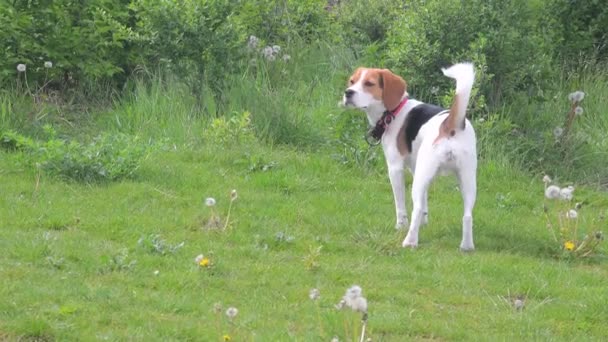 A cute beagle dog sniffing something on the green grass outdoor in the park. Hilarious playful beagle, happily spend time outing at park — Stock Video