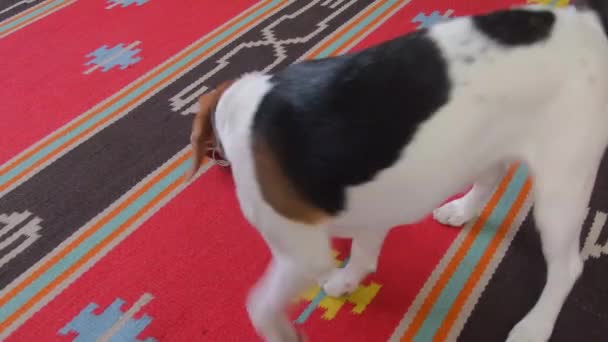 Beagle dog porter la laisse et dire - sortir. Chien prêt pour une promenade en laisse dans la bouche — Video