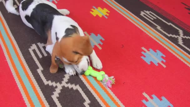 Lindo perro Beagle juega con entusiasmo con el juguete de cuerda en casa. Pequeño beagle jugando con una cuerda de colores en el suelo en la sala de estar en casa. Perro divertido — Vídeos de Stock