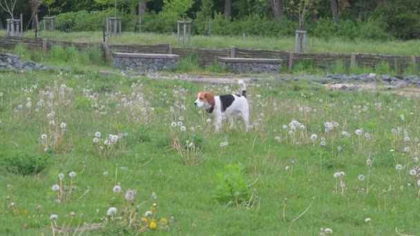 Feliz perro beagle en el parque natural. El mejor amigo de los hombres. Hilarante beagle juguetón, felizmente pasar tiempo en el parque — Vídeo de stock