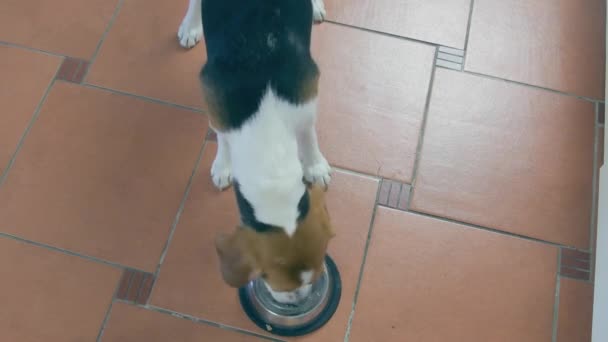 Selective focus shot of cute beagle dog. Owner picking the dog bowl out — Stock Video