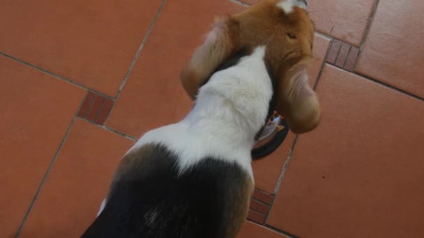 Güzel köpek yavrusu ışık odasında kaseden yiyor. 4K görüntü — Stok video