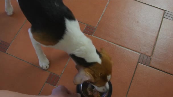 漂亮的小猎犬小狗在家里用碗在地板上吃东西.4K镜头 — 图库视频影像