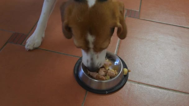 Милый щенок-бигл ест из миски на кухне. Трехцветный жук-пес ест еду из металлической миски — стоковое видео
