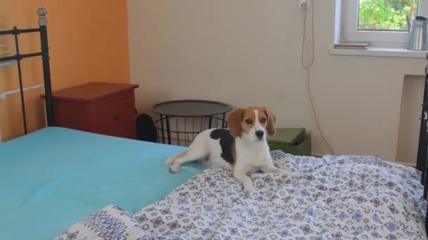 Divoký bíglí pes poskakuje na posteli a vyskakuje z ní. Crazy beagle puppy — Stock video