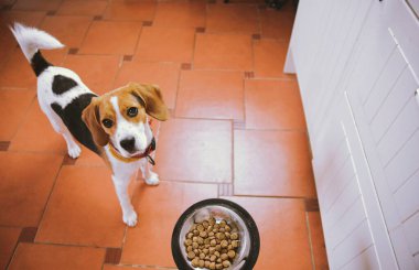 Beagle köpeği beslenmek için bekliyor. Av köpeği yemeğini dört gözle bekliyor. Köpek kasesi