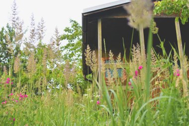 Şaşırtıcı doğal manzara ve güzel bahar arkaplanı. Yaz mevsiminde parlak güneşin altındaki bir çayırda çiçek açan bir grup mor, pembe çiçek. Arka planda bahçe kulübesi