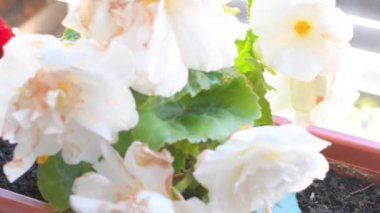 Yakın plan beyaz begonya çiçekleri. 4K görüntü
