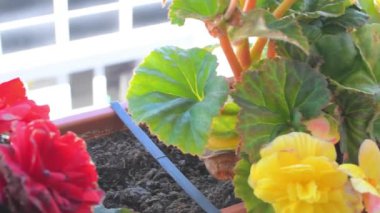 Yakın çekim kırmızı ve sarı begonya çiçekleri. 4K görüntü