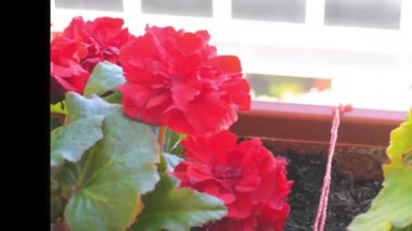 Yakın çekim kırmızı, sarı ve beyaz begonya çiçekleri. 4K görüntü