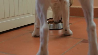 Köpek besleme teması. Av köpeği mutfakta yemek yiyor.