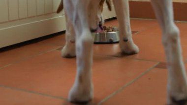 4K Köpek maması. Köpek kasesinde köpek maması yiyen av köpeğinin yakın çekimi.