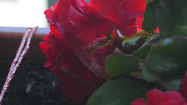 Крупный план красный бегония цветы. 4K видео — стоковое видео