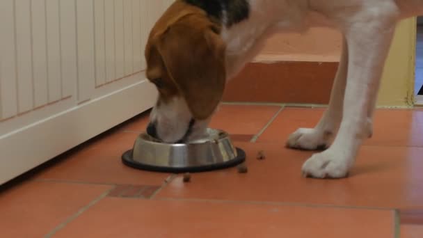 Tema de la alimentación del perro. Beagle perro comiendo en cocina limpia — Vídeo de stock