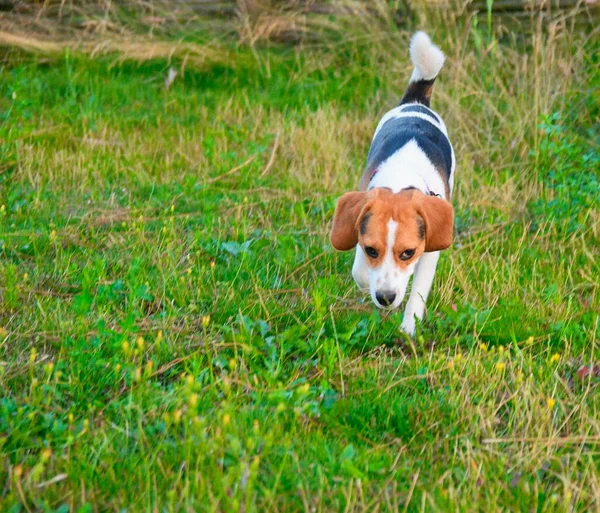 Beagle dog running through green meadow. Copy space domestic dog concept. Pet background. Puppy beagle dog in natural park — Foto de Stock