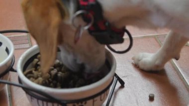 Köpek kasesinden köpek maması yiyen sevimli genç av köpeğinin 4K yakın çekimi. Av köpeği mutfakta kaseden kuru yiyecek yiyor.