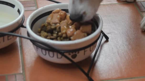 Dog beagle eating canned food from bowl in interior. Dog food concept. Beagle dog eating food from ceramic dog bowl. Close-up — Vídeos de Stock