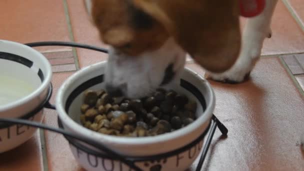 4 тысячи кадров. милый щенок-бигл ест из собачьей миски. милый щенок-бигл ест дома. восхитительное домашнее животное — стоковое видео