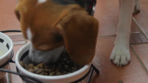 4K Primo piano di adorabile giovane cane beagle che mangia deliziosamente il suo cibo canino dalla ciotola del cane. Beagle cane mangiare cibo secco dalla ciotola in cucina — Video Stock