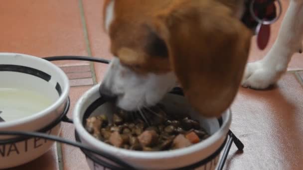 Beagle cane mangiare cibo in scatola da ciotola al suo interno. Il concetto di cibo per cani. Beagle cane mangiare cibo dalla ciotola di ceramica cane. Primo piano — Video Stock