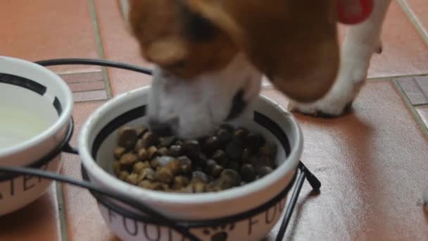 Imagens 4K. Bonito filhote de cachorro beagle comendo de tigela de cachorro. Bonito cachorro Beagle comendo em casa. Adorável animal de estimação — Vídeo de Stock