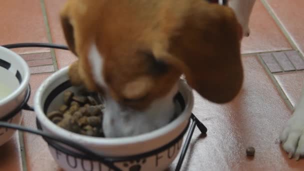 4K Close-up de adorável jovem cão beagle que deliciosamente comer sua comida canina de tigela de cão. Beagle cão comendo alimentos secos de tigela na cozinha — Vídeo de Stock