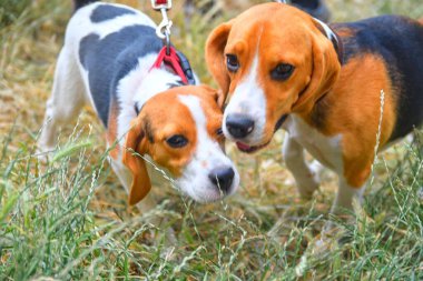 Güneşli bir yaz gününde çim çayırında annesiyle oynayan sevimli bir köpek yavrusu.