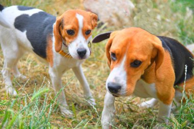 Güneşli bir yaz gününde çim çayırında annesiyle oynayan sevimli bir köpek yavrusu.