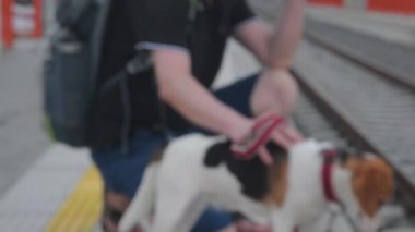 Traveller tren istasyonunda bekliyor. Yaşlı sırt çantalı ve av köpeği. Adam sadık av köpeğini okşuyor. Sahibi elle okşayan köpek. Mutlu köpeğe yakın çekim. Sahibi aşk hayvanı. İnsan ve hayvan