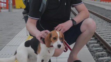 Traveller tren istasyonunda bekliyor. Yaşlı sırt çantalı ve av köpeği. Adam sadık av köpeğini okşuyor. Sahibi elle okşayan köpek. Mutlu köpeğe yakın çekim. Sahibi aşk hayvanı. İnsan ve hayvan