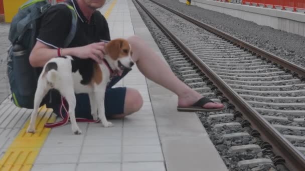 Resenären väntar vid järnvägsstationen. Äldre backpacker och hans beagle dog. Man smeker sin hängivna hund — Stockvideo